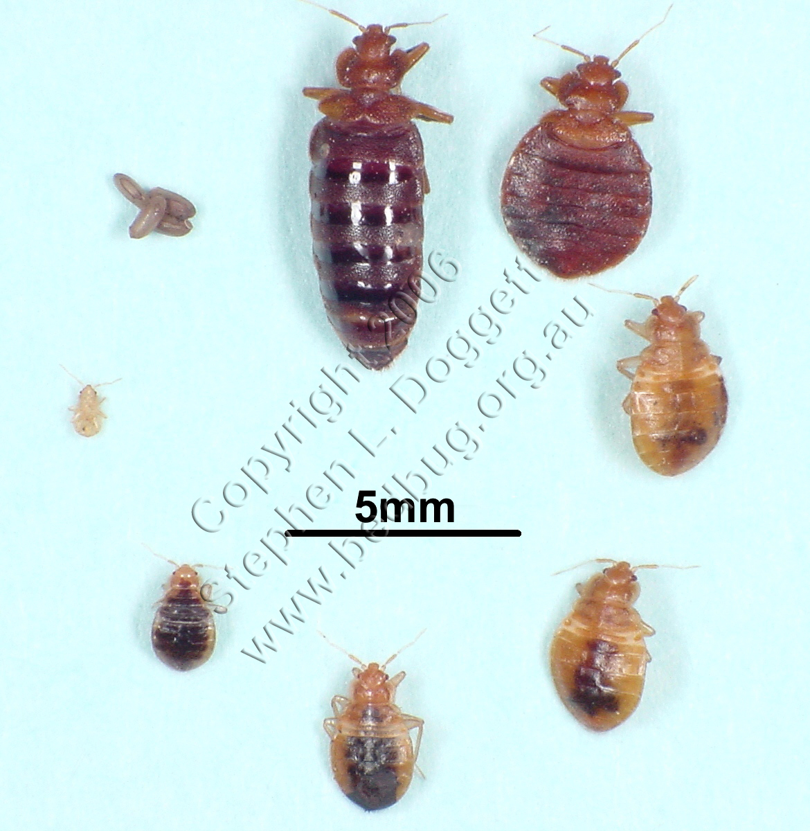 Bed Bug Cleaning